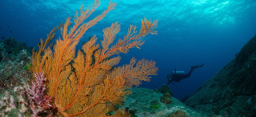 coral and diver