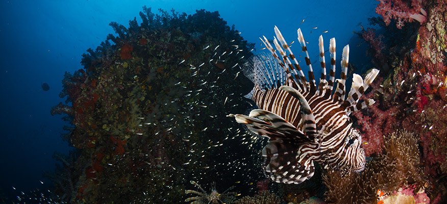 lionfish
