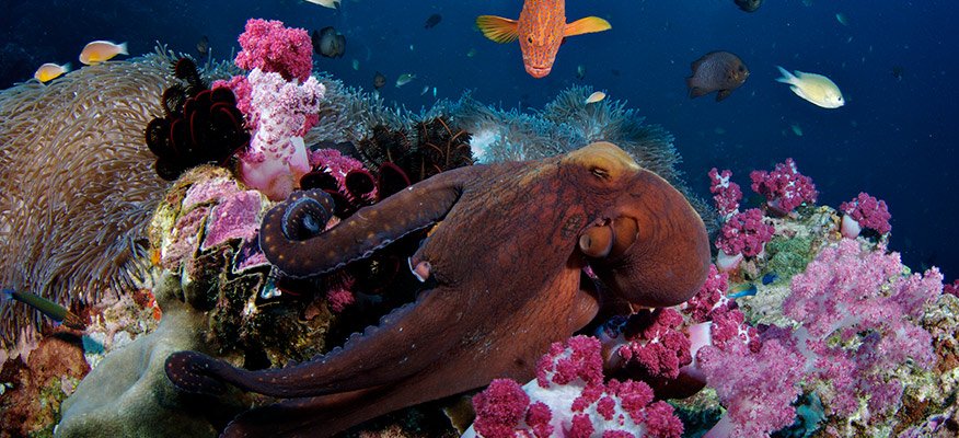 octopus