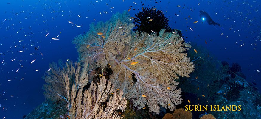 soft coral Surin