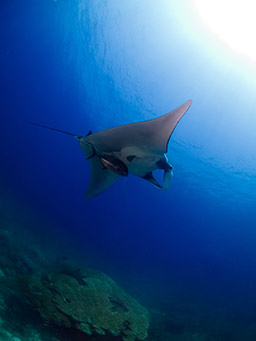 manta