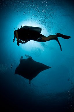 manta and diver