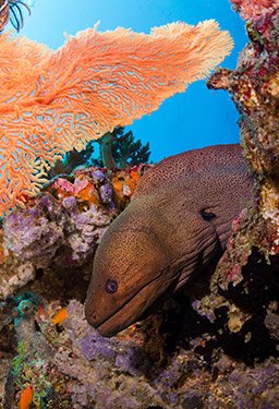 moray eel