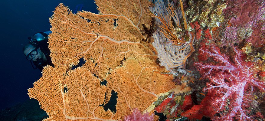 Diver and (fan)corals