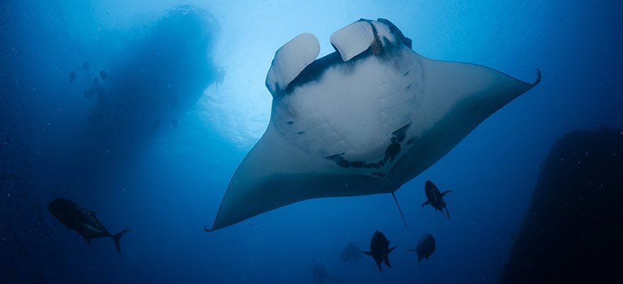 Manta Ray