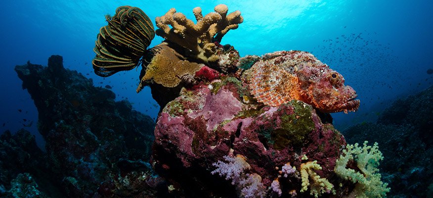 Scorpion fish
