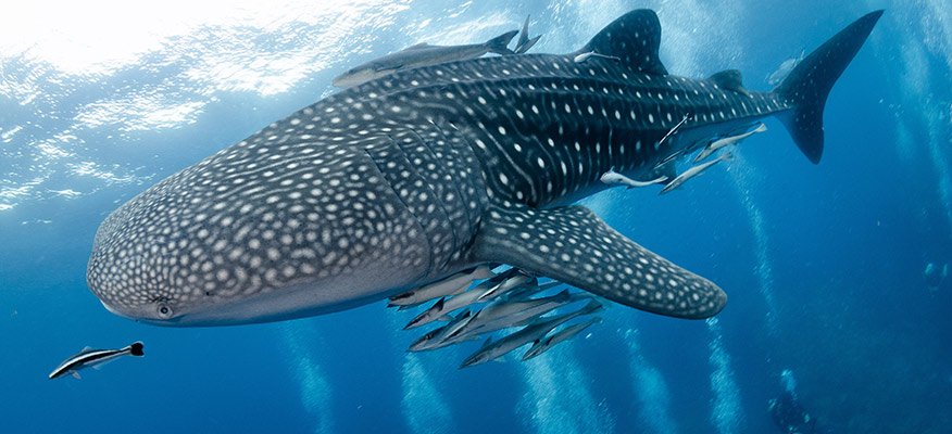 Whale shark