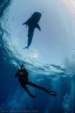 diver and whale shark