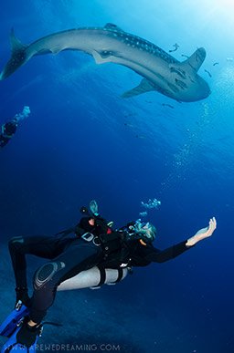 whale shark and divers