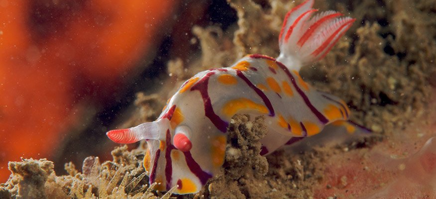 Nudibranch
