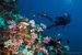 coral and diver