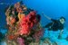 hard and soft coral
