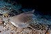 leopard shark