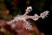ornate ghost pipe fish