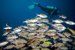 school of yellow spot emperors
