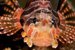 zebra lion fish