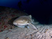 leopard shark