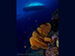 cuttle fish