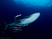 whale shark