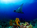 Manta Ray