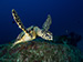 turtle Similans