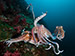 octopuses