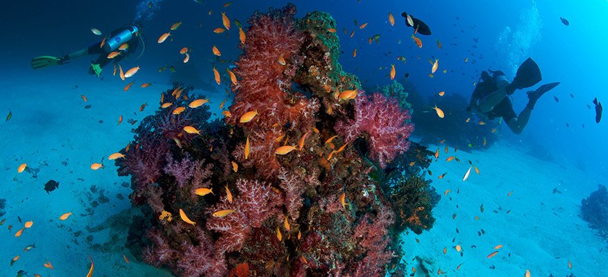  divers with coral