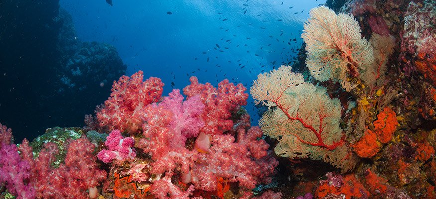 corals in the Similans