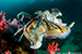 cuttle fish
