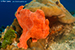 frogfish
