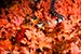 sea snake