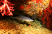 white tip shark