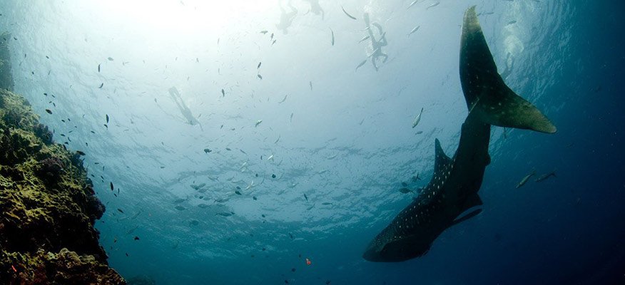 Whale shark