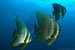 bat fish
