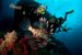 common lion fish