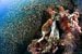 common lion fish