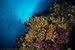 hard and soft corals