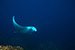 manta ray