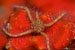 brittle seastar