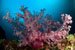 soft coral