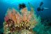 soft and hard coral