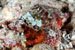 stonefish