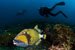 titan trigger fish
