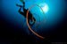 whip coral