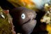 white eyed moray eel